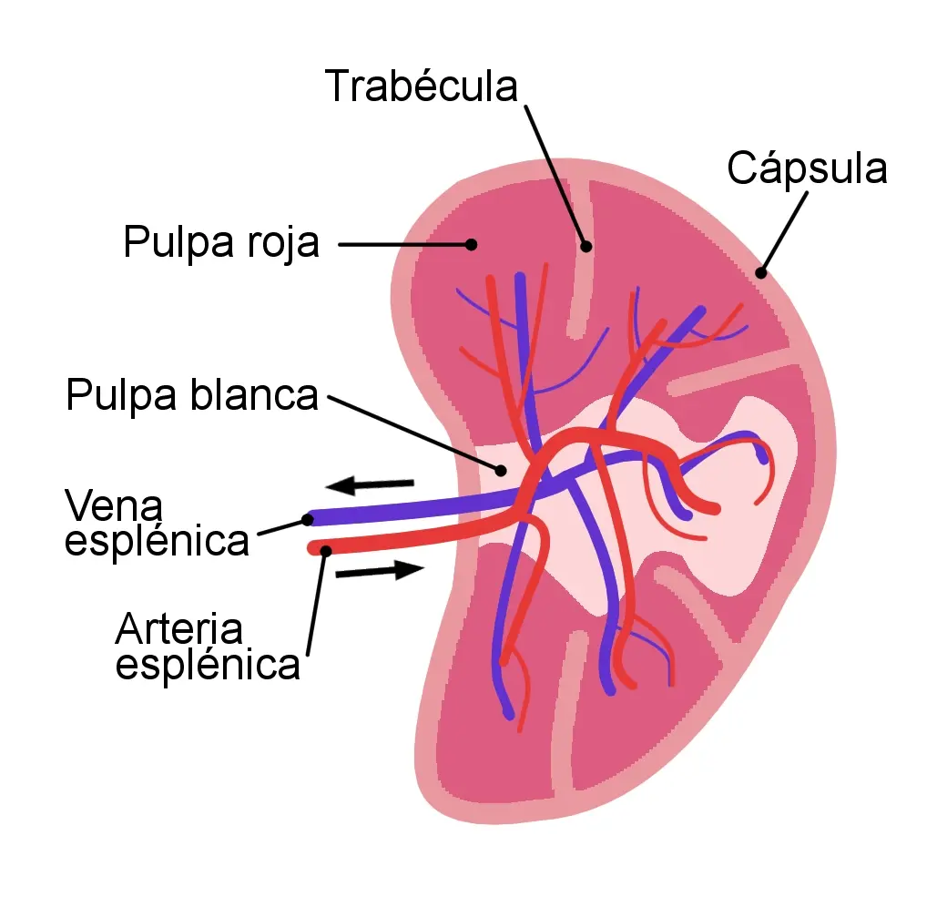 bazo arterias peniciladas elipsoide capilar envainado - Qué tipo de estructura es el bazo