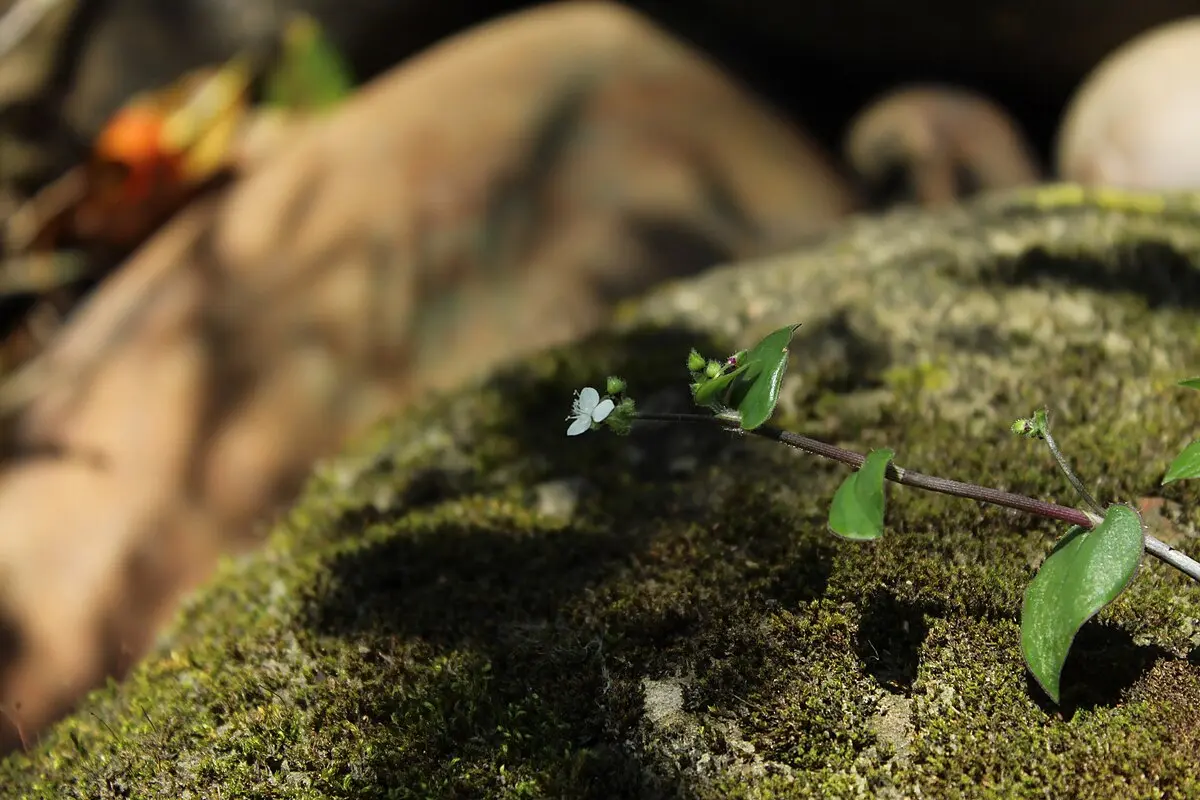 planta peluca - Qué tipo de planta es la Callisia