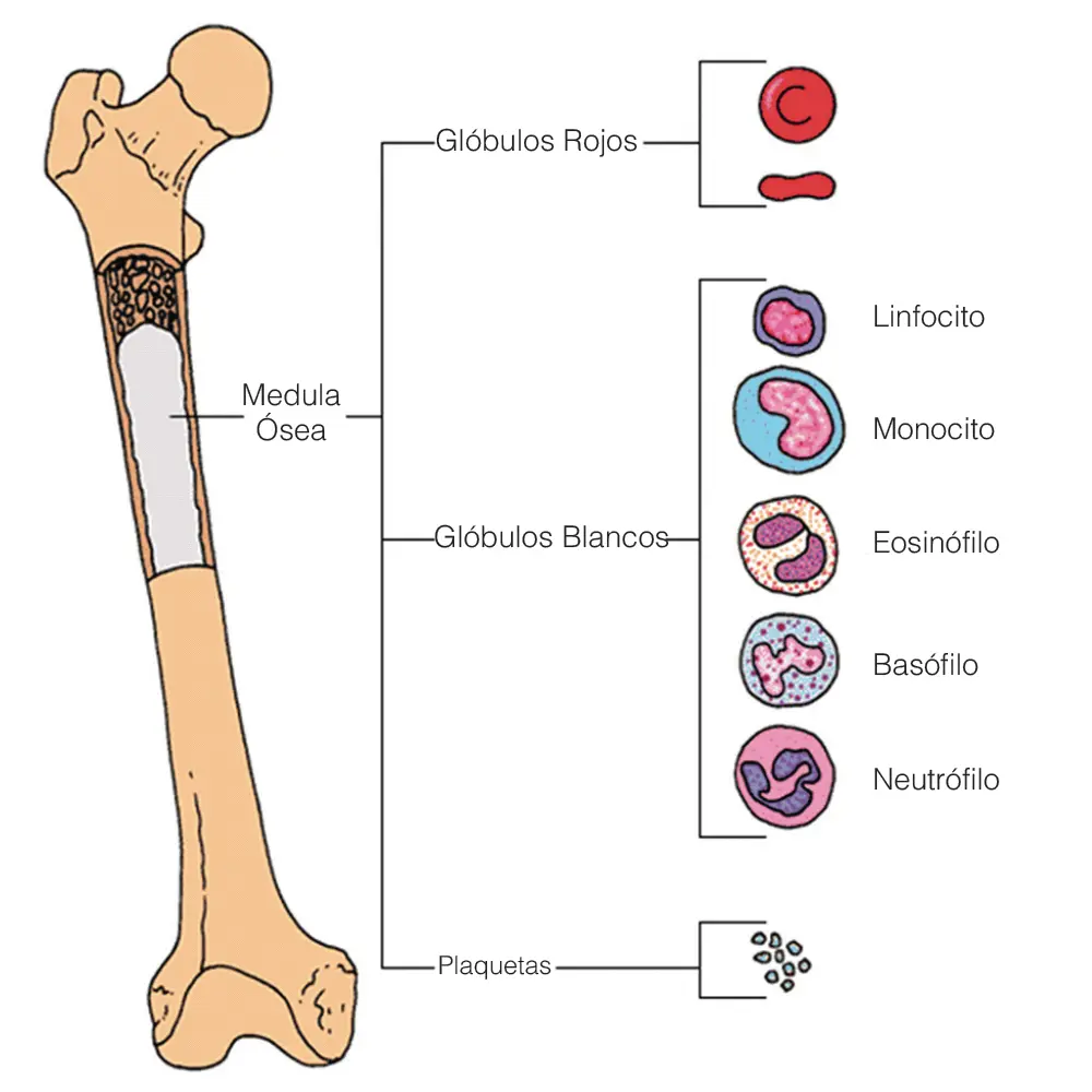 nor tipo de capilar presenta la medula osea - Qué tipo de tejido es la médula ósea