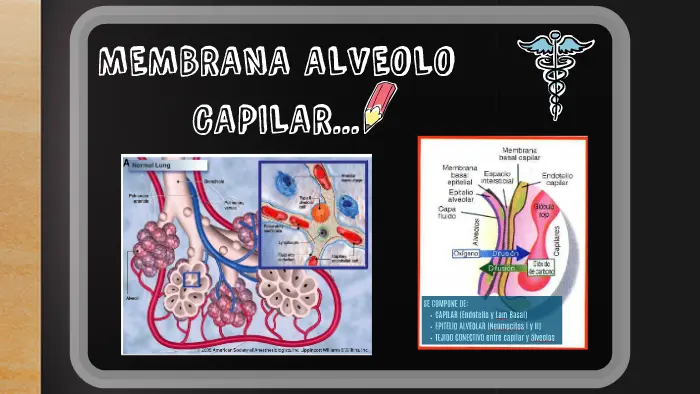 cambios de la membrana alveolo capilar - Qué tipo de transporte ocurre en la membrana alvéolo-capilar