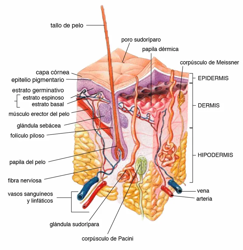 regulador de glandulas sebaceas capilar - Quién regula las glándulas sebáceas