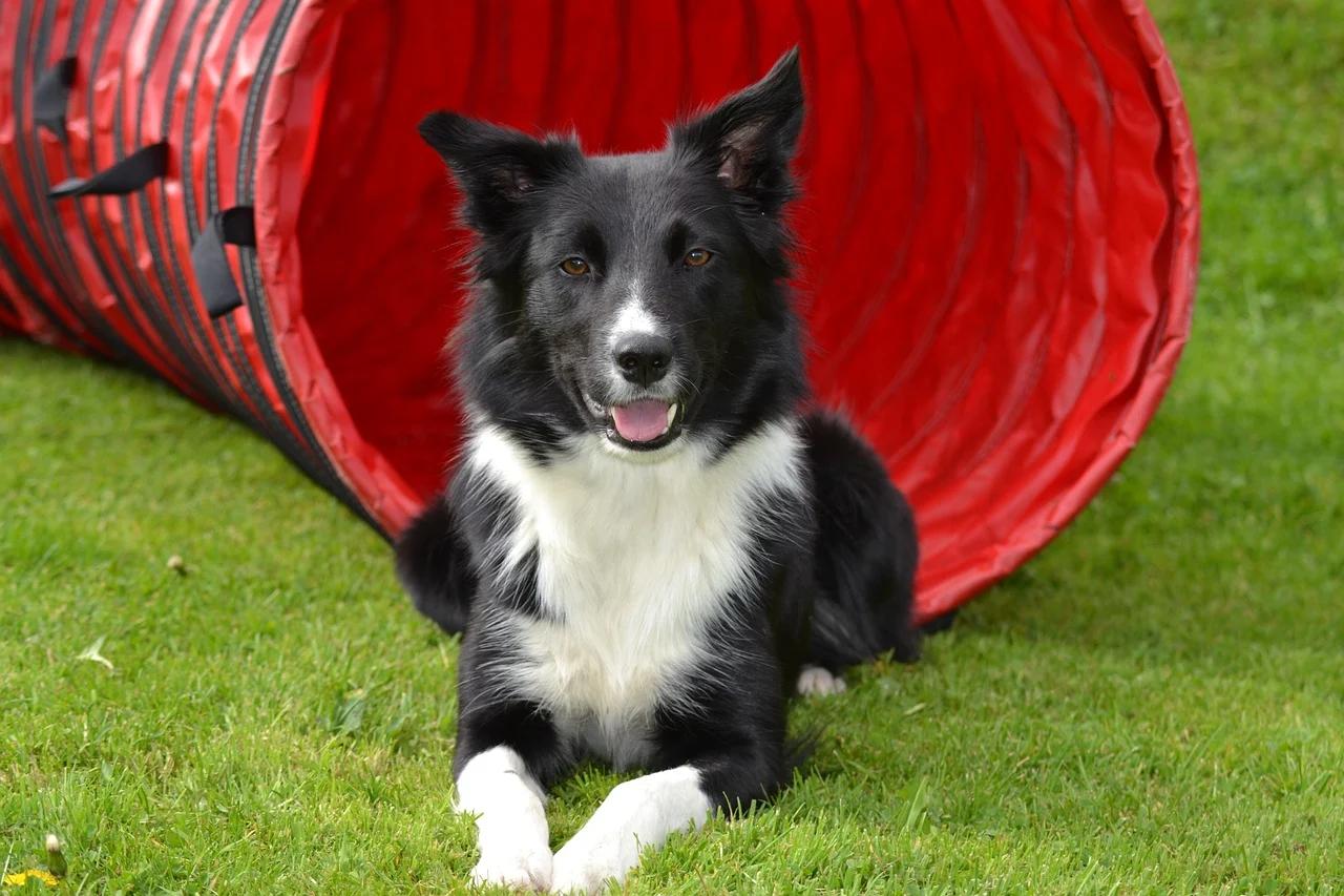 cuando le crece el pelo a un border collie - Volverá a crecer el pelo del border collie